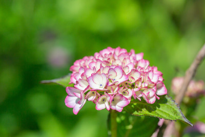 绣球花