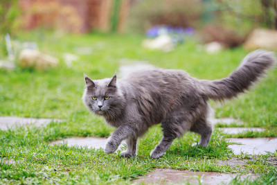 灰色毛茸茸的猫缅因浣熊走在夏天小屋的草地上