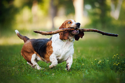 滑稽的巴吉度猎犬拿着棍子跑