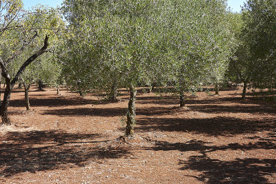 油橄榄(Olea europaea)是夏季的树种