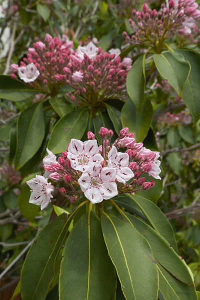 Kalmia latifolia
