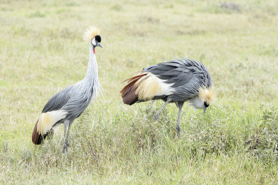 白鹤(Balearica regulorum)