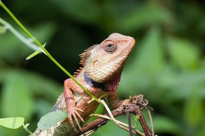 camelion