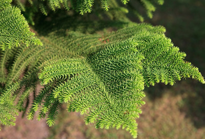 Araucaria excelsa。