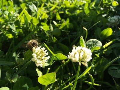 蜜蜂和三叶草