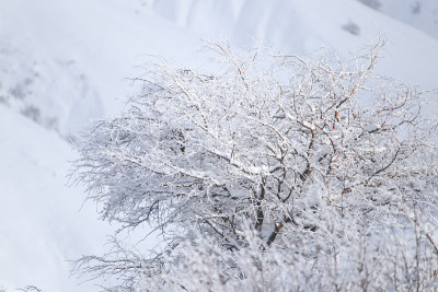 树枝上有雪