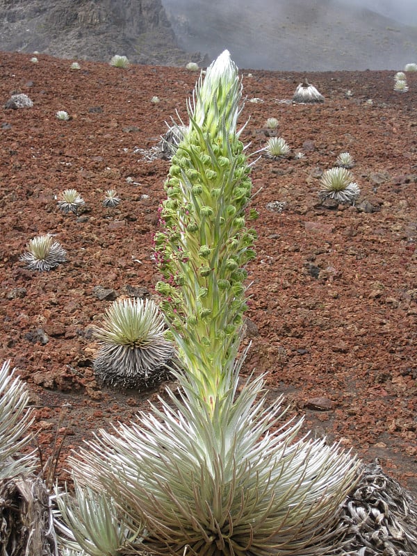 开花Silversword