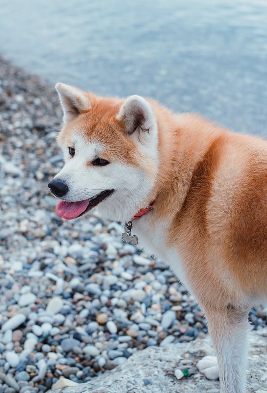 海滩上的狗，红色秋田犬在海上散步