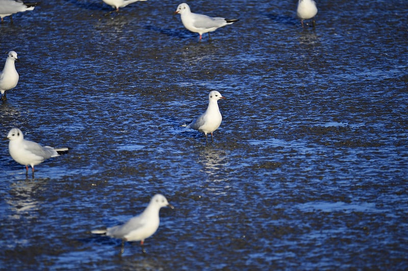 大海鸟