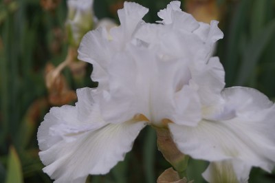 白色的虹膜
