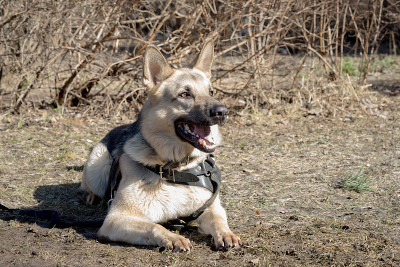 牧羊犬躺在地上