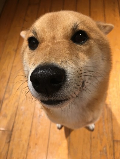 柴犬