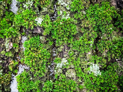 树皮上的绿色苔藓和地衣