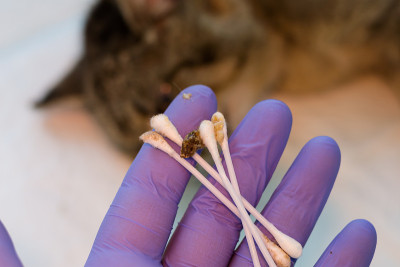 兽医在他的手中拿着肮脏的棉球在猫的耳朵清洗后与中耳炎