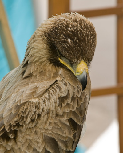 Aquila Chrysaetos