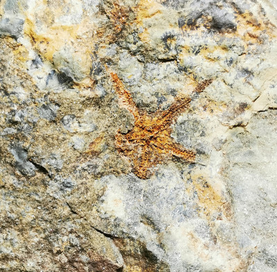海星化石结构