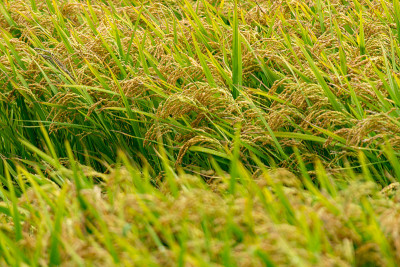 法国南部卡马尔格地区种植水稻谷物。夏天的水稻种植园。
