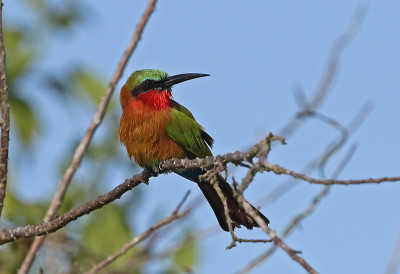 Red-throated Bee-eater