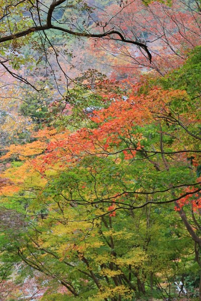 秋叶京都