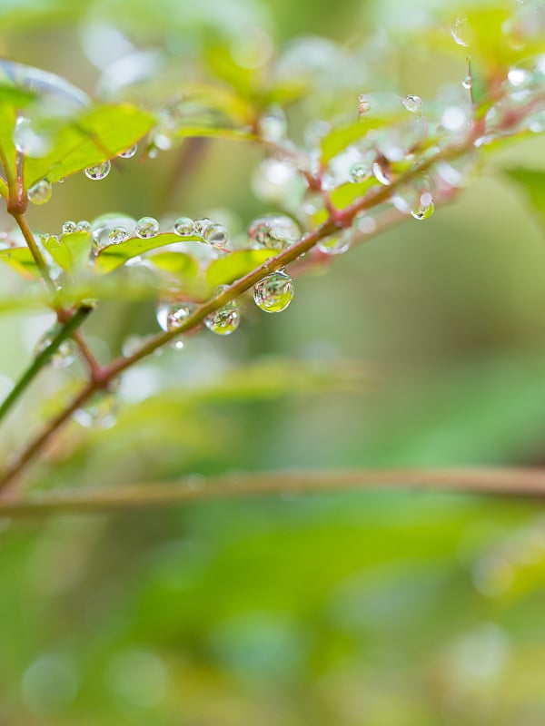 雨滴聚集在树叶上