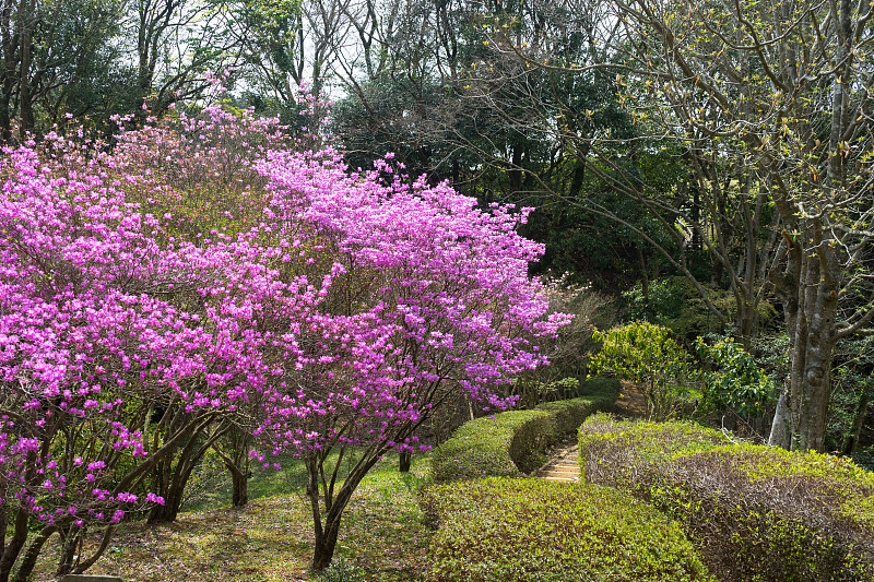 三越杜丽花（罗多登龙迪拉图姆）