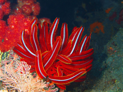 海百合