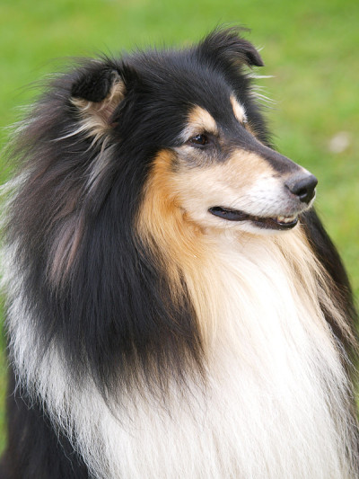 粗糙的牧羊犬