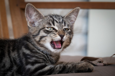 灰色条纹的欧洲短毛猫舒服地躺在长凳上