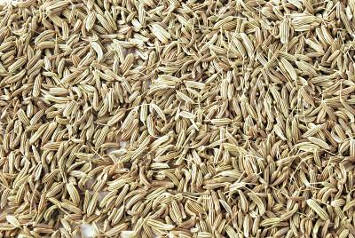 茴香种子作为香料或天然药物