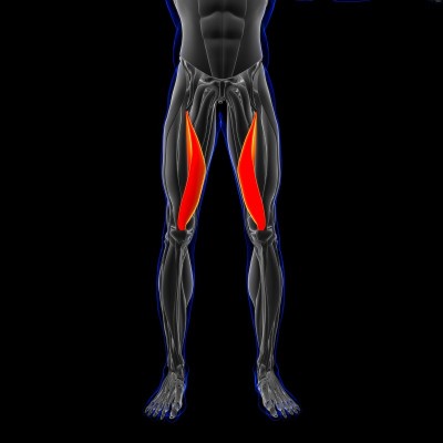 Vastus Medialis Muscle Anatomy For Medical Concept