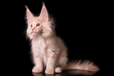 黑色背景上的缅因猫。
