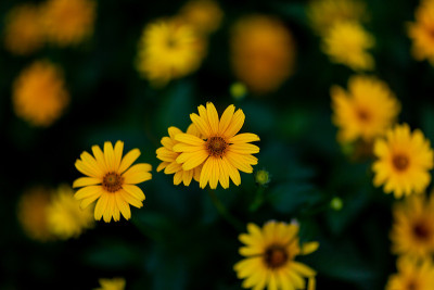黄色的花