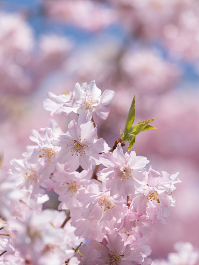 樱花