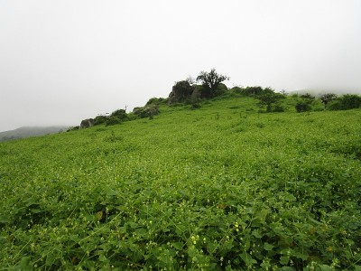 山上植被繁茂