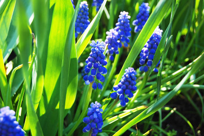 紫色的风信子花
