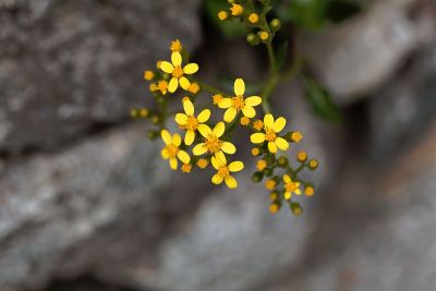 匍匐地sel (Senecio angulatus)