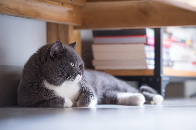 英国灰猫