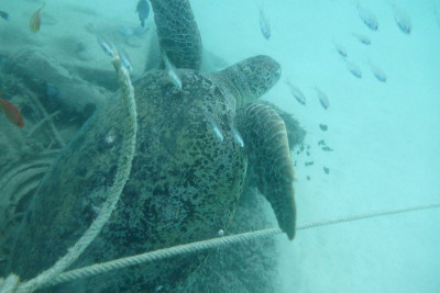 Turtles Sipadan记得