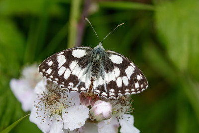 大理石白蝴蝶俯视图(Melanargia galathea)