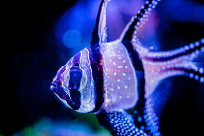 在一个模糊背景的珊瑚礁水族馆里的Banggai cardinalfish (Pterapogon k