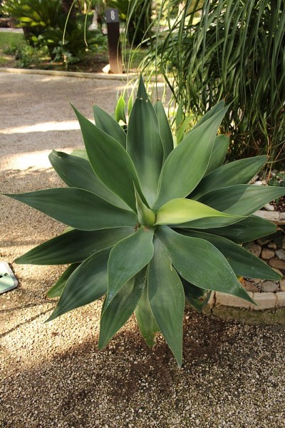 花园里种着龙舌兰
