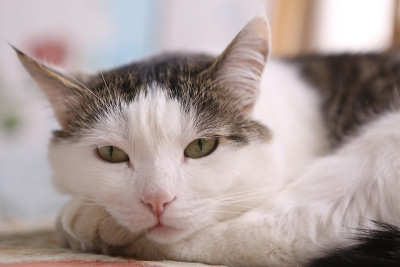 宁静安静的猫在晚餐结束后打盹