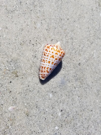 被隔离在沙滩湿沙上的锥蜗牛