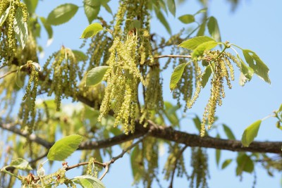 Quercus serrata