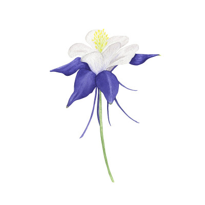 水彩花是沉香。手绘植物插图。