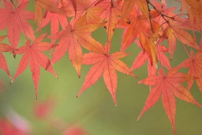 背景生机勃勃的彩色日本枫叶与模糊的背景
