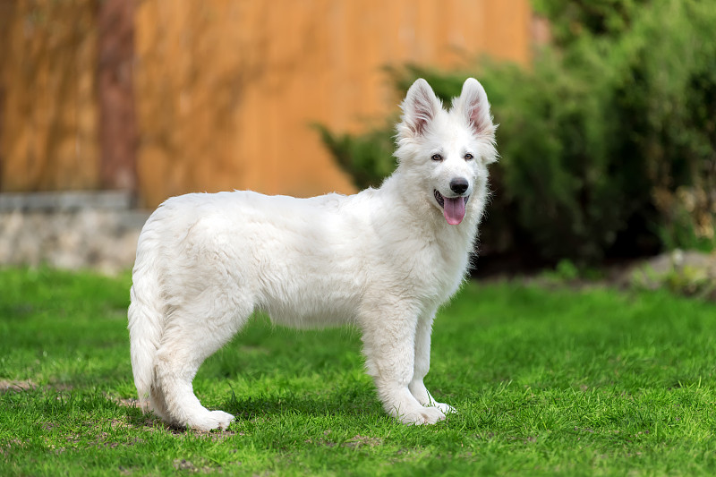 瑞士白牧羊犬波比