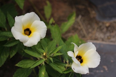 花