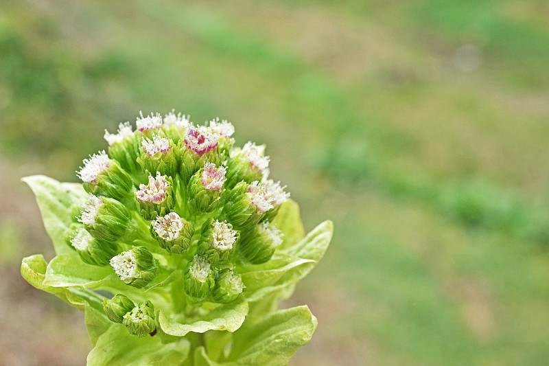 Petasites japonicus