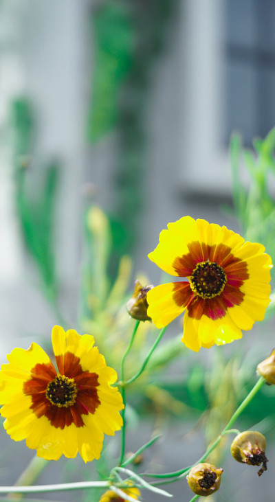 黄色的花